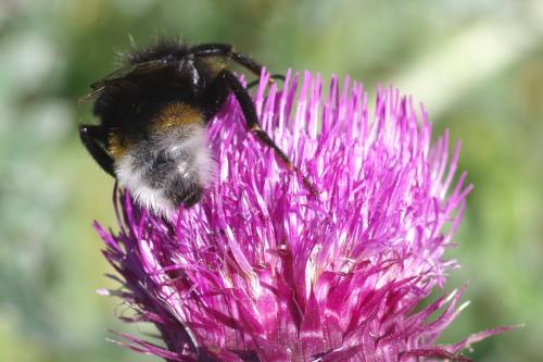 Bombus vestalis